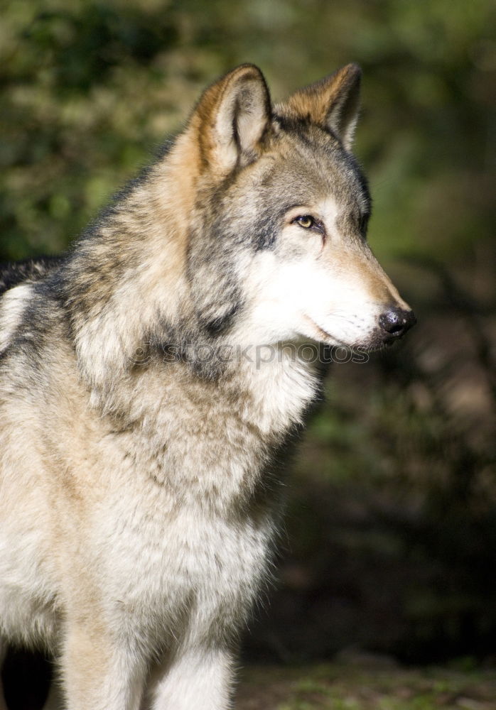 Similar – Image, Stock Photo wolf’s eye Animal