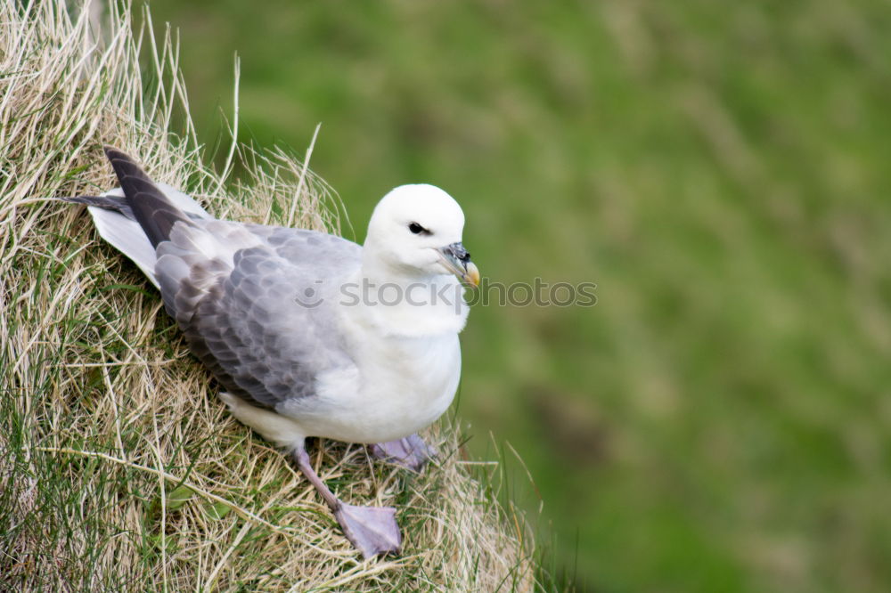 Similar – Puffin ~O~ Meadow Coast