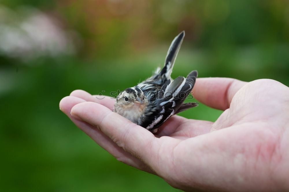 Similar – chick Hand Finger Tier