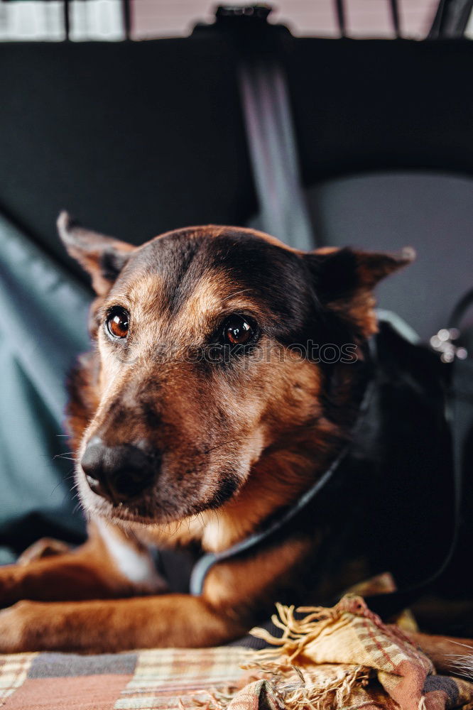 Similar – Image, Stock Photo Traveling with dogs