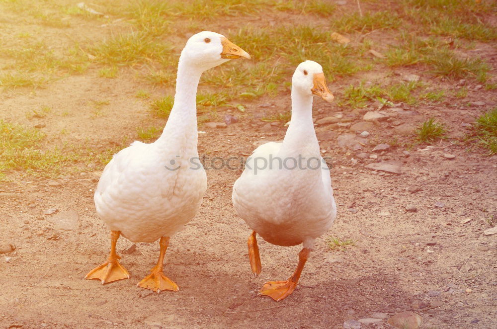 Similar – Image, Stock Photo goose and gar …