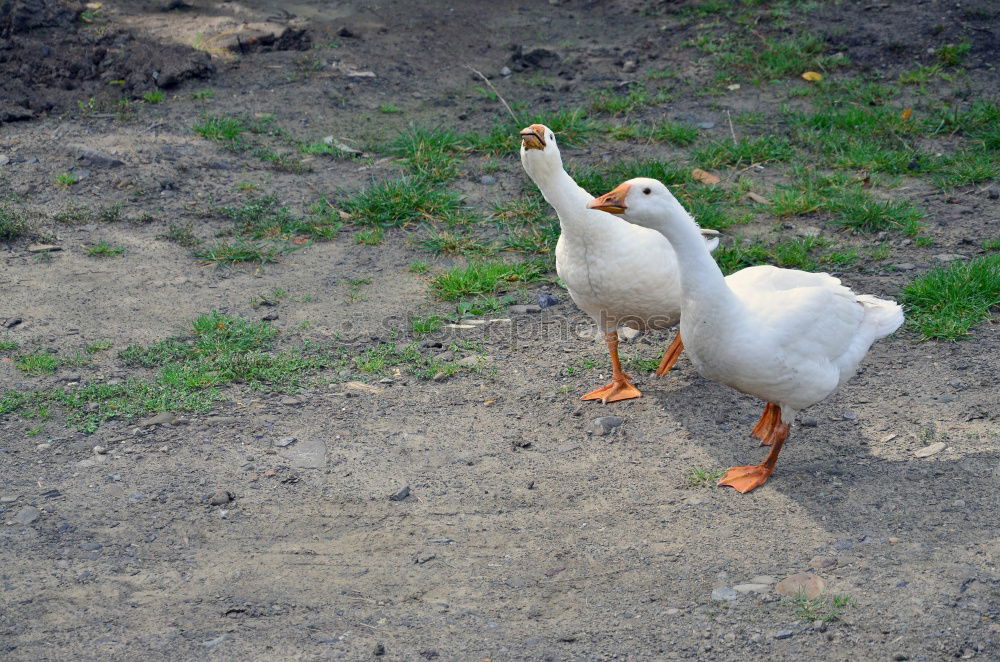 Similar – Eine Ente schaut bettelnd nach oben in der Hoffnung, endlich ein Stück von der Eiswaffel abzubekommen