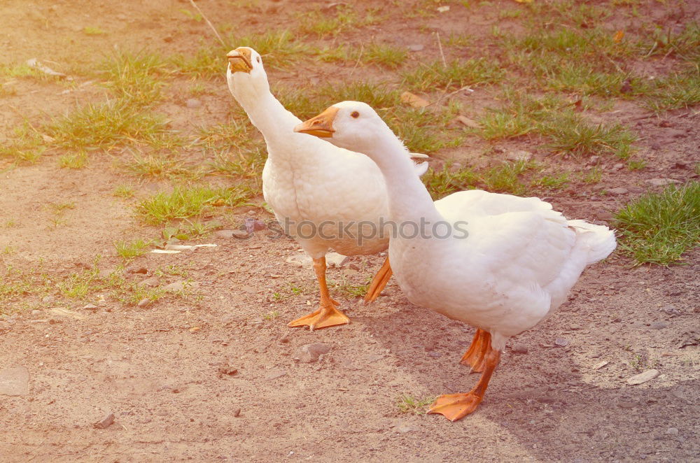 Similar – Image, Stock Photo goose and gar …