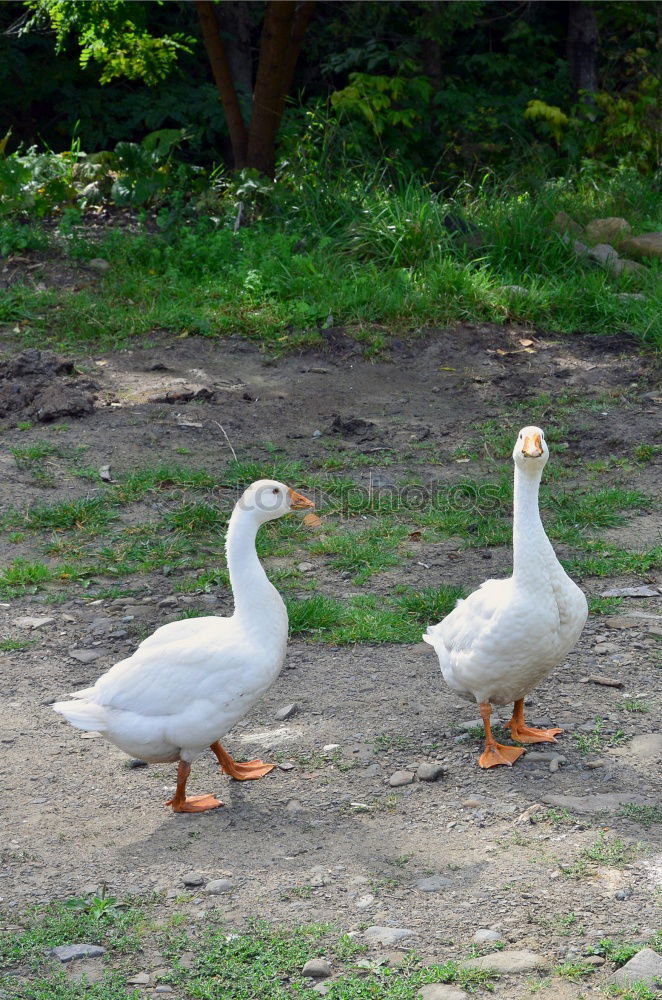 Similar – Foto Bild drei frei laufende Gänse auf einem Bauernhof