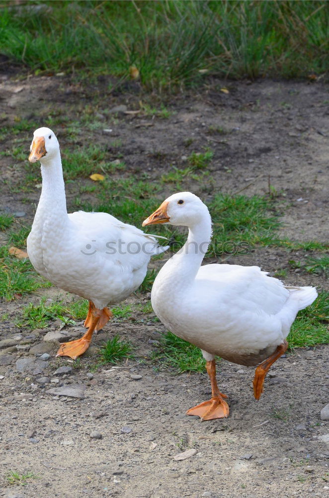 Similar – Image, Stock Photo goose and gar …