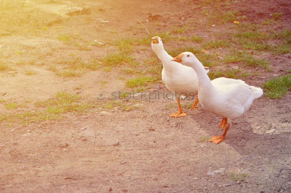 Similar – Image, Stock Photo goose and gar …