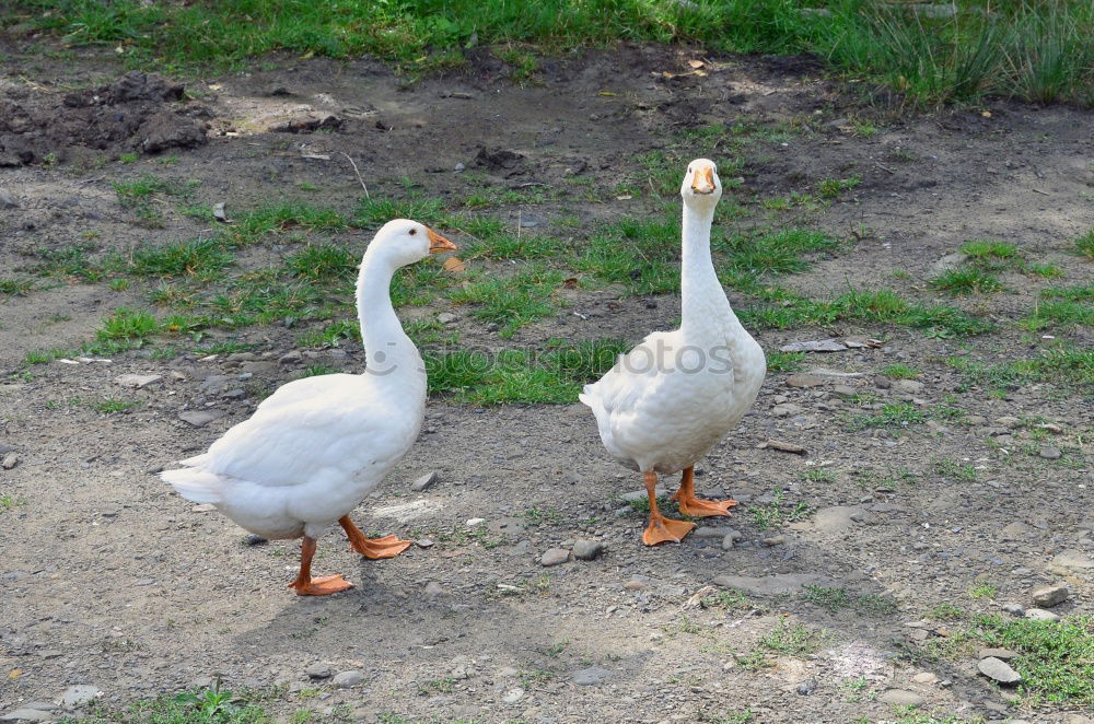 Similar – Foto Bild drei frei laufende Gänse auf einem Bauernhof