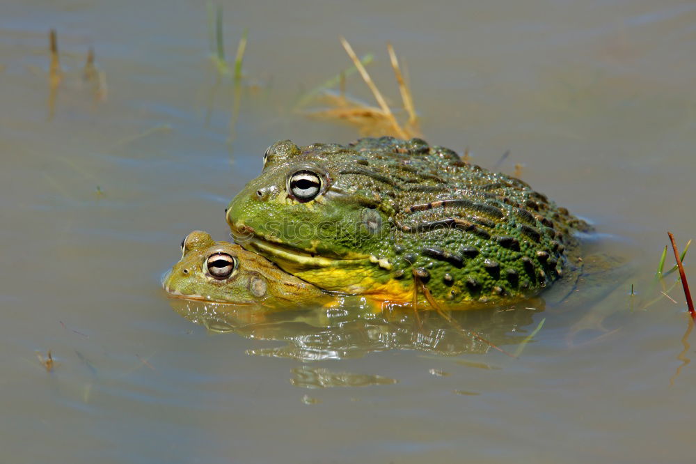 Similar – green monster grün Teich