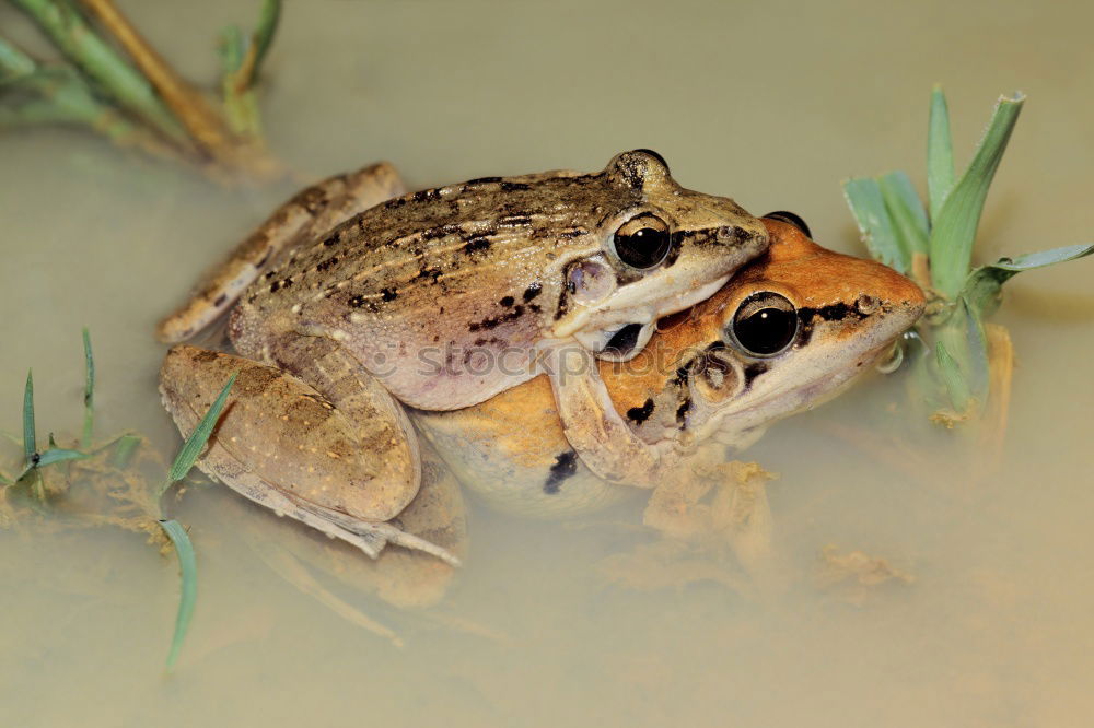 Similar – green monster grün Teich