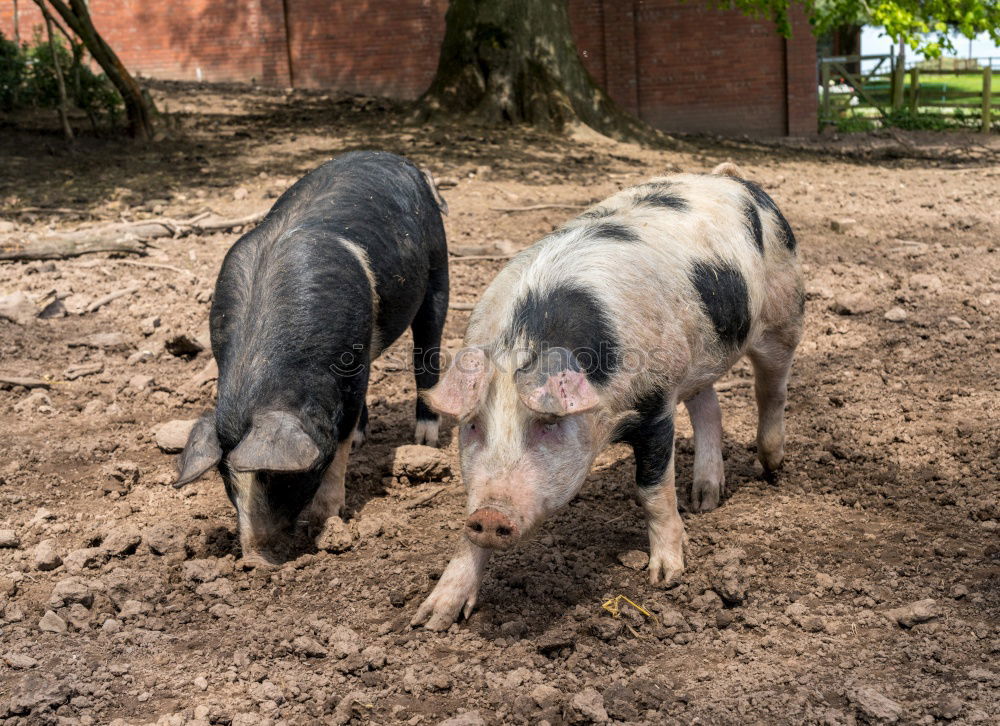 Similar – Image, Stock Photo Piggeldy and Frederik