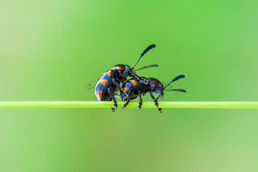 Similar – Image, Stock Photo grey meat fly Fly 2 Animal