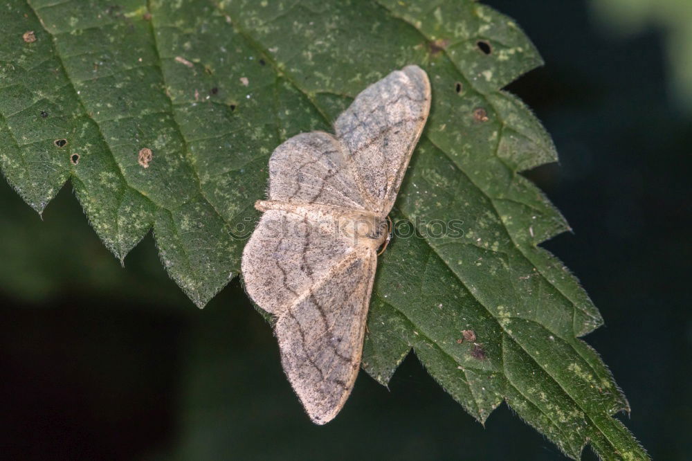 Similar – Image, Stock Photo Old butterfly Animal