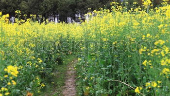 Similar – Image, Stock Photo Sun in rape Spring Flower