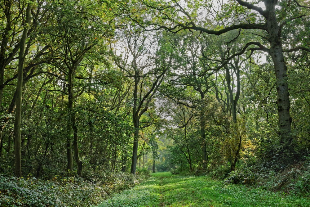 Similar – Forest path into the light