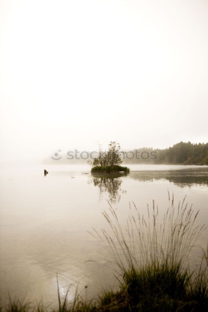 Image, Stock Photo the tree Tree Lake Green