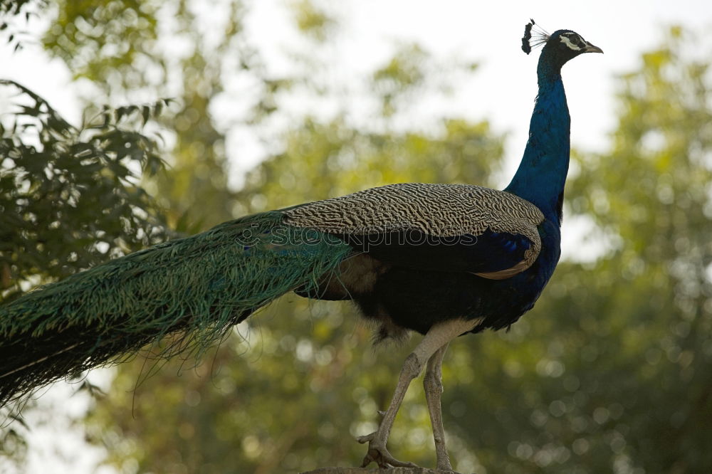 Similar – Foto Bild Schönheit in Blau Pfau