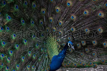 Similar – Image, Stock Photo Amazing peacock during his exhibition