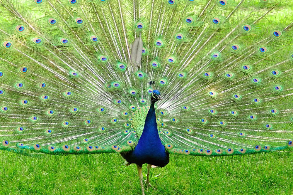 Similar – Image, Stock Photo Peacock, turning a wheel