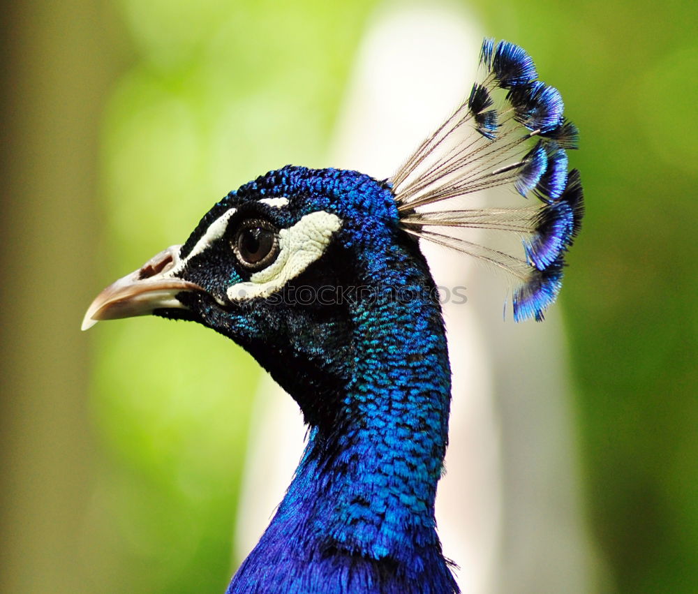 headdress Peacock