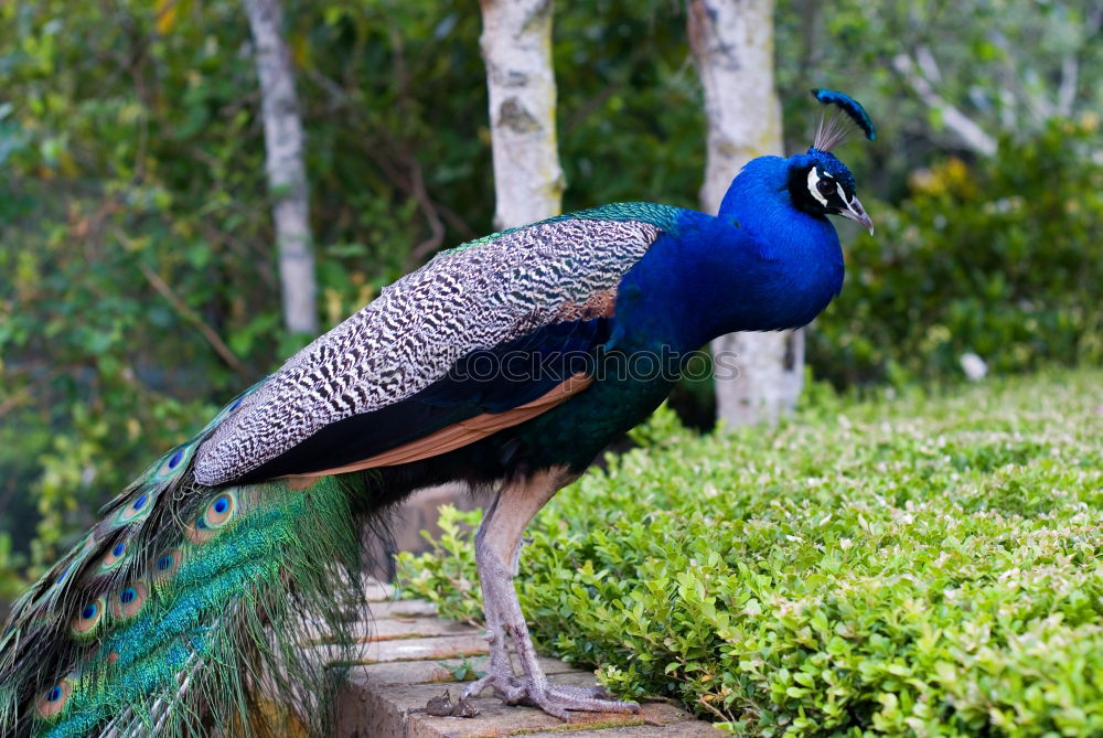 Similar – Image, Stock Photo Golden Breasted Starling Bird Portrait