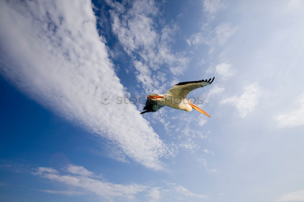 Similar – Image, Stock Photo flying gull. Athletic