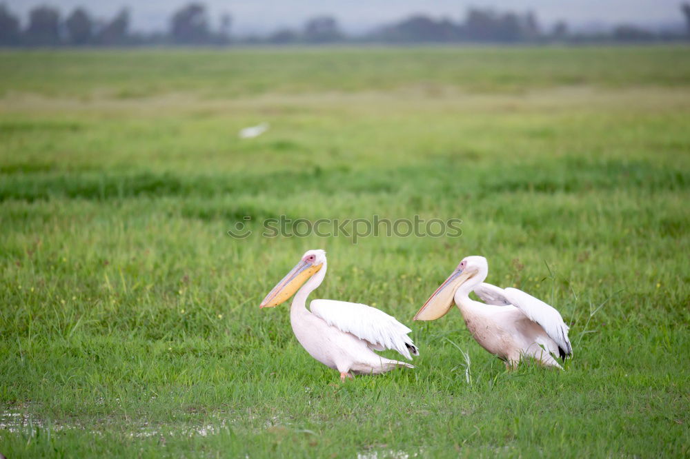 Similar – cleaning day Field Animal