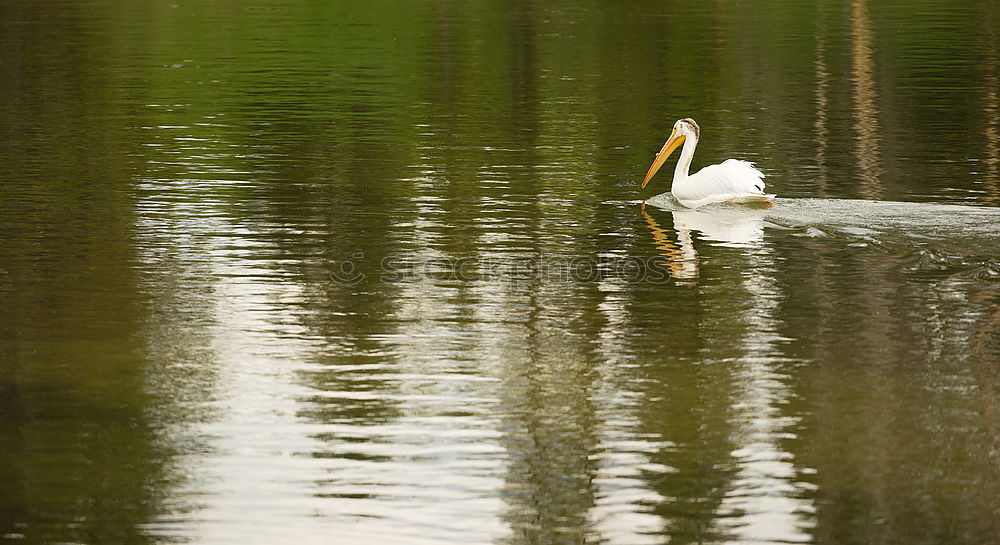 Similar – Foto Bild Erste Gehversuche Umwelt