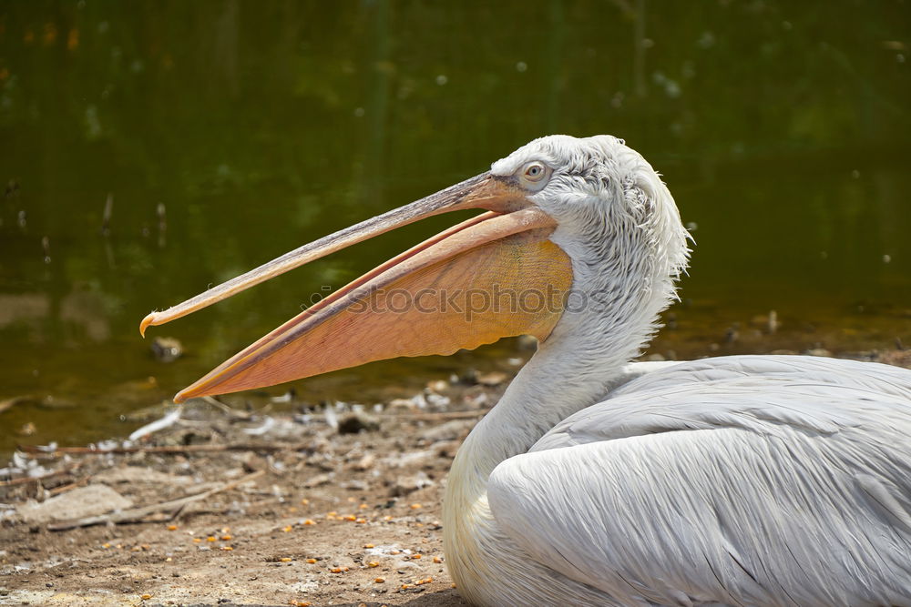 Similar – pelican Bird Pelican