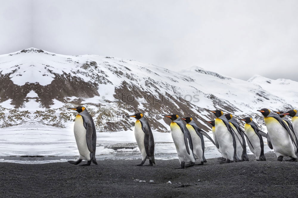 Similar – Flock of penguins walking on snow