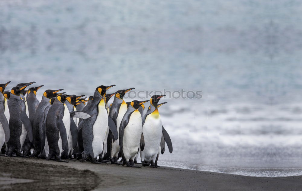 Similar – Flock of penguins walking on snow