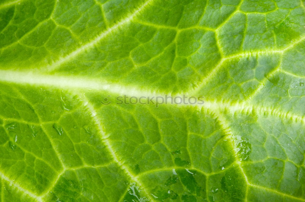 Similar – Image, Stock Photo Kohlrabi green Food