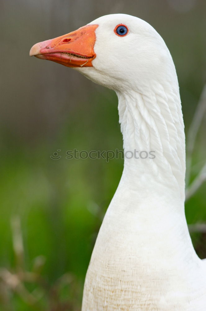 Similar – Image, Stock Photo charlotta Duck White