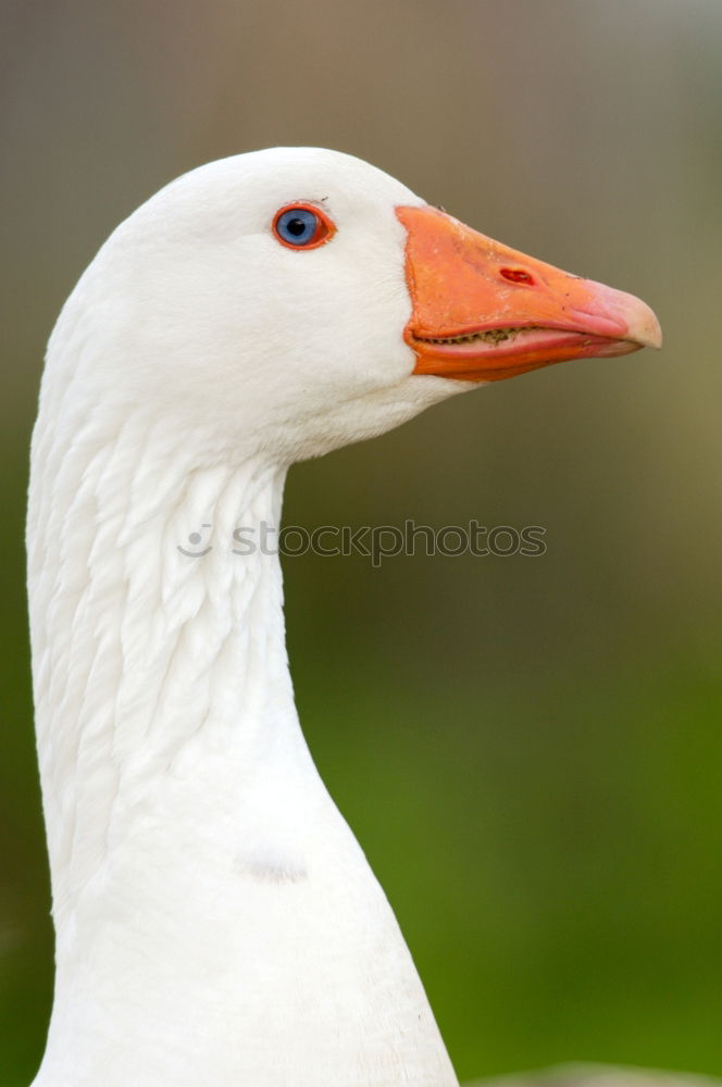 Similar – Look me in the eye. Stork