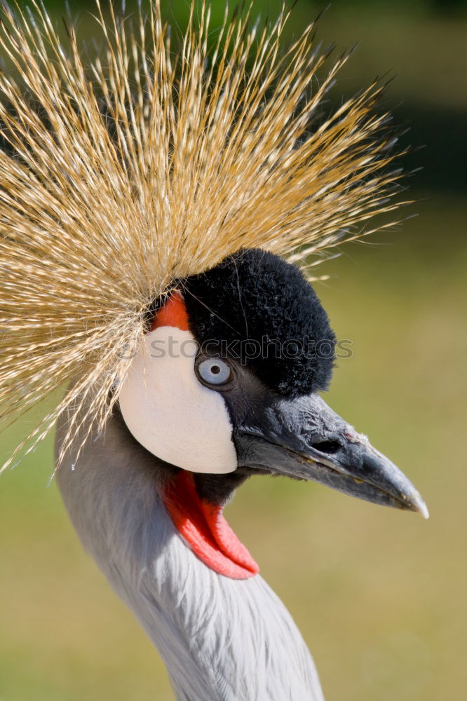 Similar – Image, Stock Photo Portrait of a elegant stork on a natural background