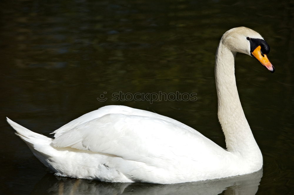 Similar – Image, Stock Photo gooseneck Swan Bird Animal