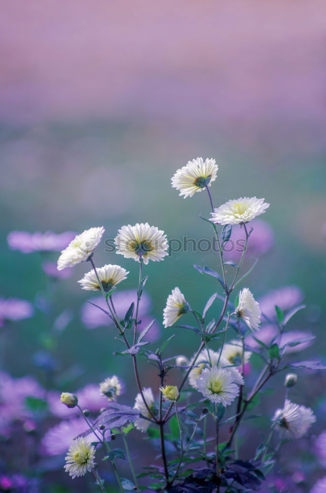 Similar – pink daisy Natur Frühling