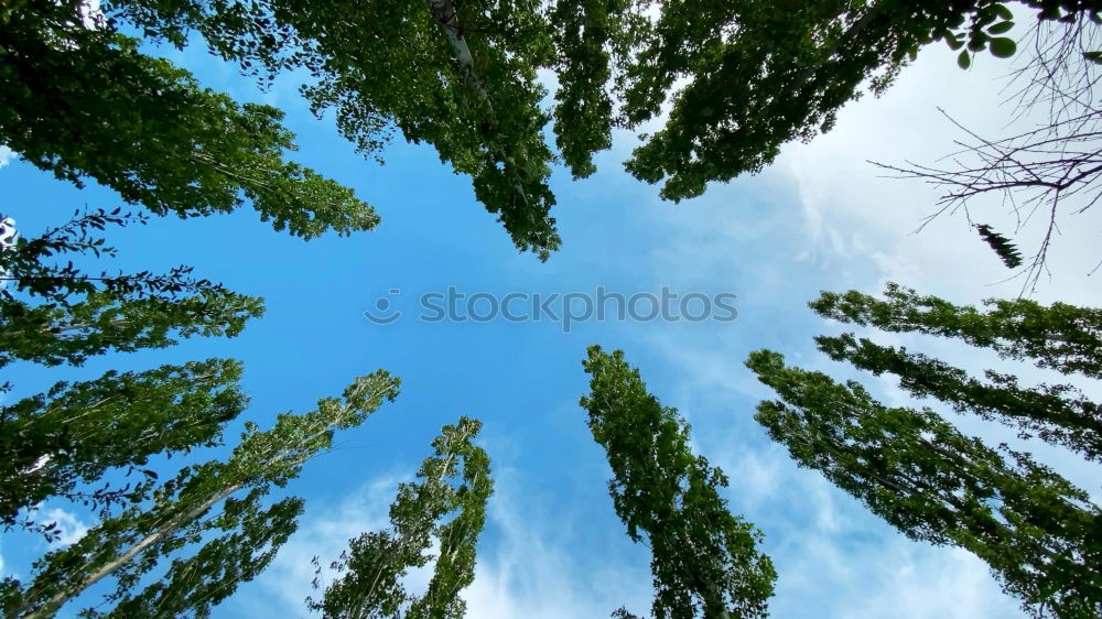 Similar – Image, Stock Photo Excessive Spring III Leaf