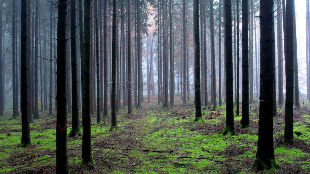 Image, Stock Photo The forest for the trees …