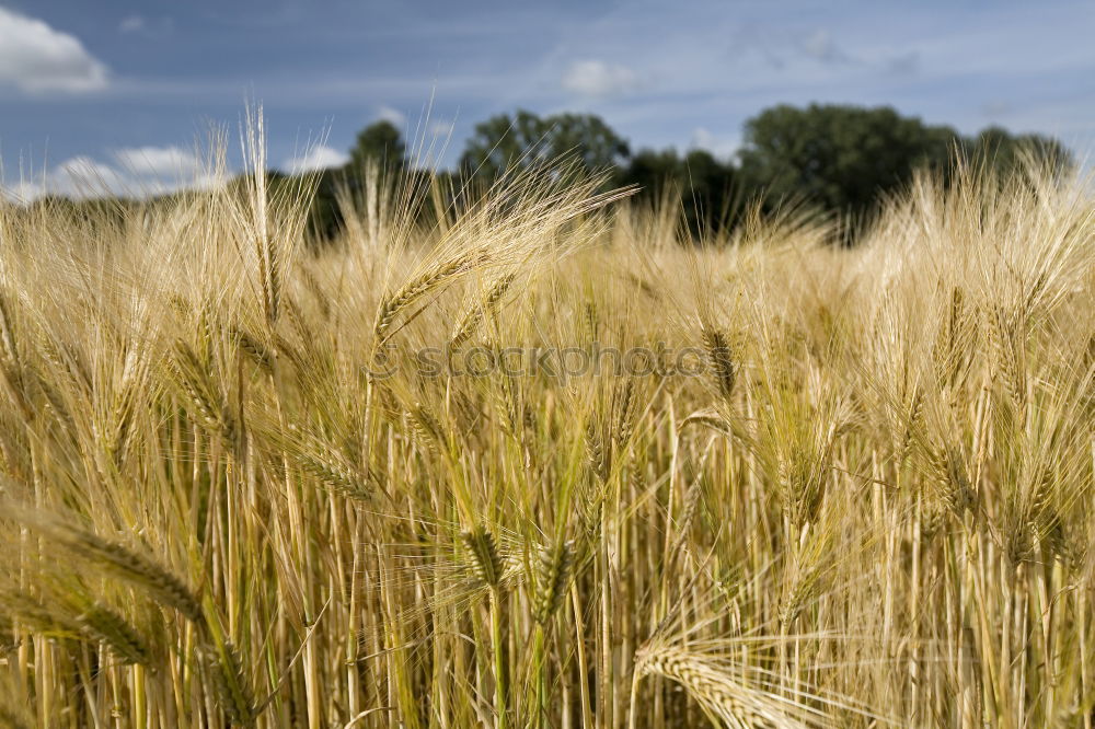 Similar – Getreide Korn Halm Weizen