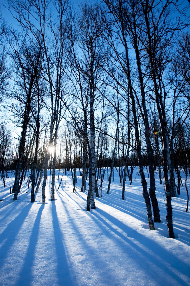 Similar – WINTER Winter Baum Licht