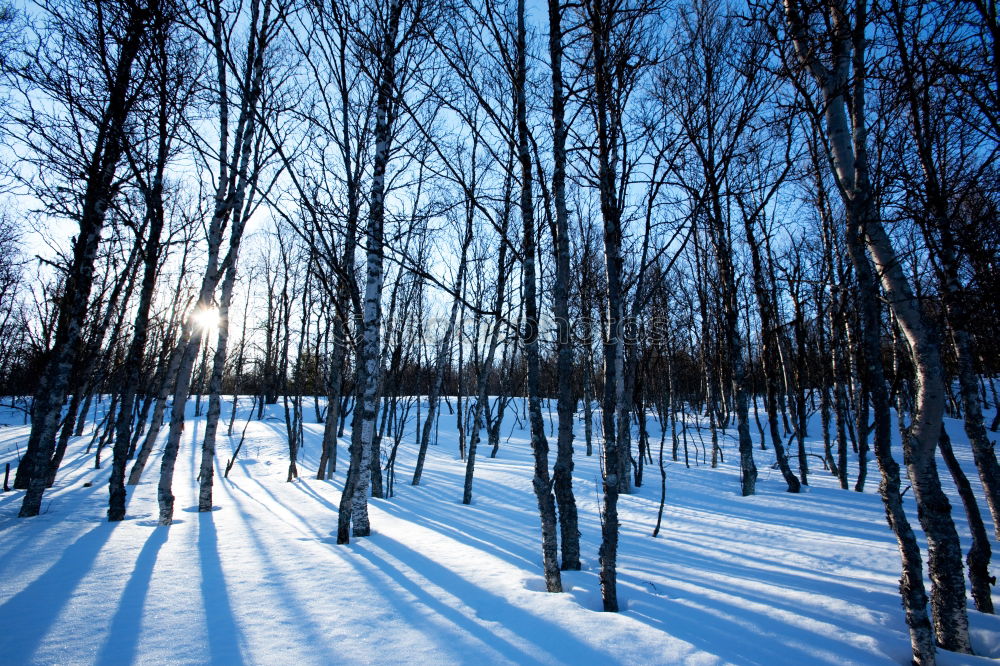 winter Winter Tree Light