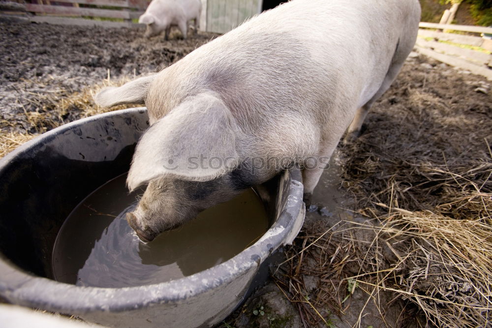 Similar – Image, Stock Photo striping II Agriculture