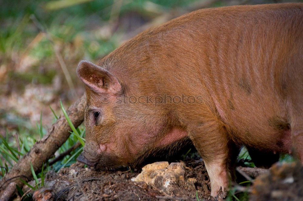 Similar – Foto Bild kann gar nicht soviel fressen, wie ich scheißen möchte