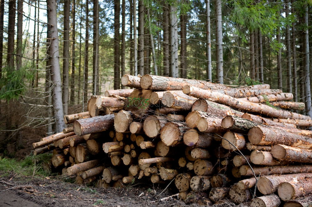 Similar – Image, Stock Photo Wood in front of the hut (II)