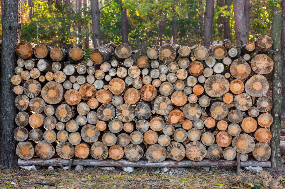 Similar – Foto Bild Bäume vor lauter Wald sehen