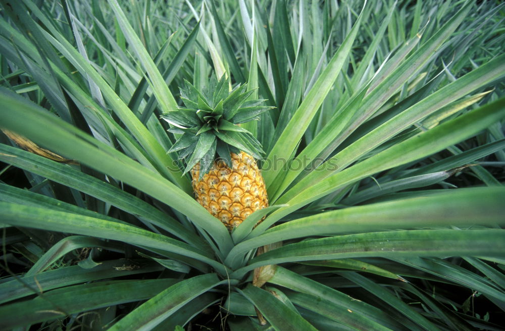 Similar – Image, Stock Photo Anna wet South Delicious