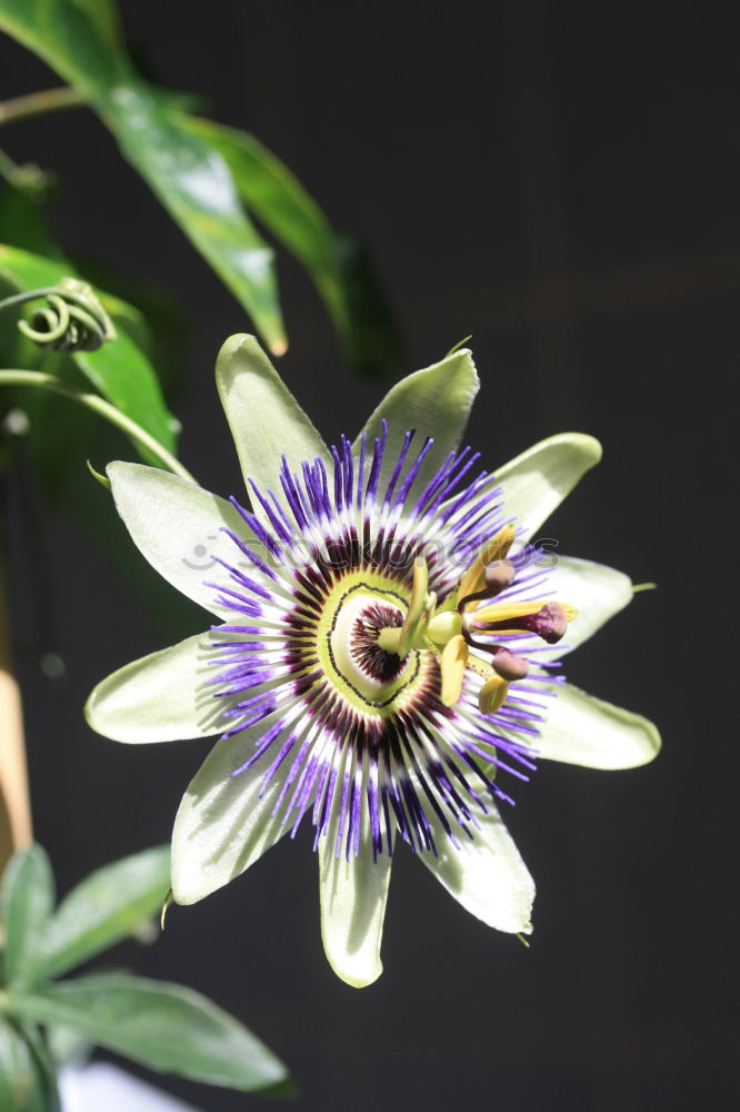 Similar – Image, Stock Photo Koenigs-Grenadille; Passion flower; Passiflora