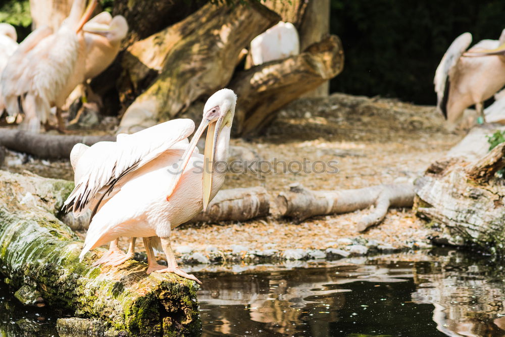 Similar – Image, Stock Photo Hyde Park Fountain