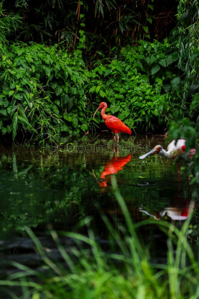 Image, Stock Photo legs Lakeside Animal