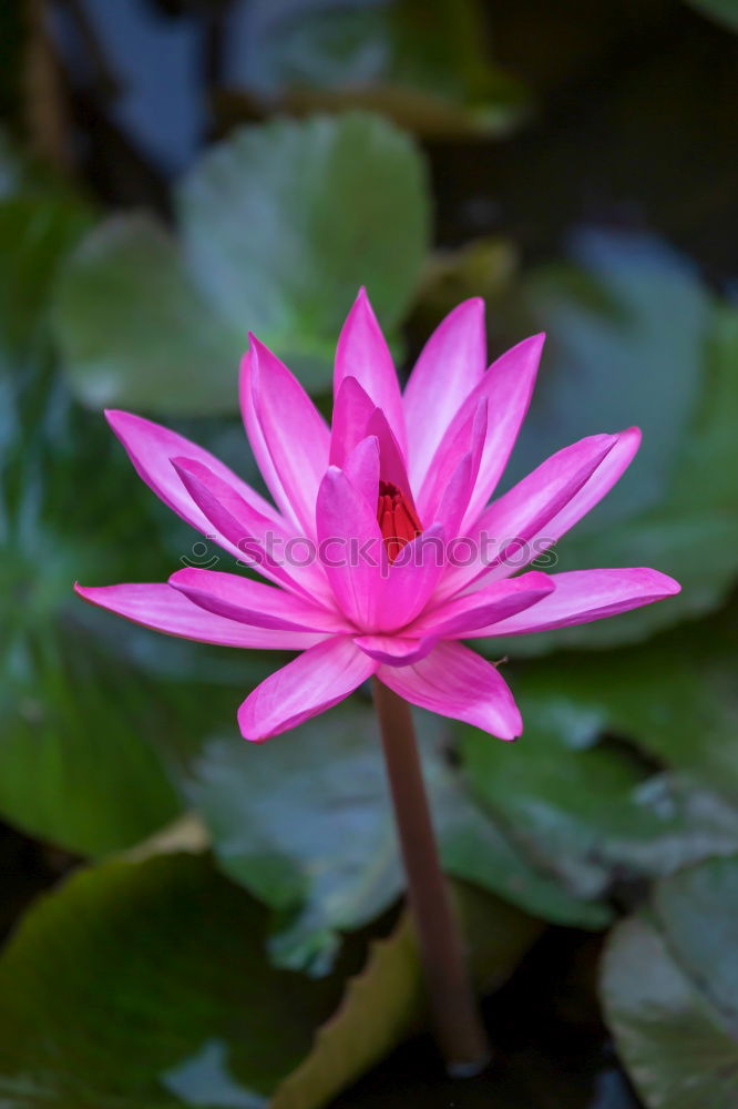 Similar – Image, Stock Photo searosis Rose Water lily